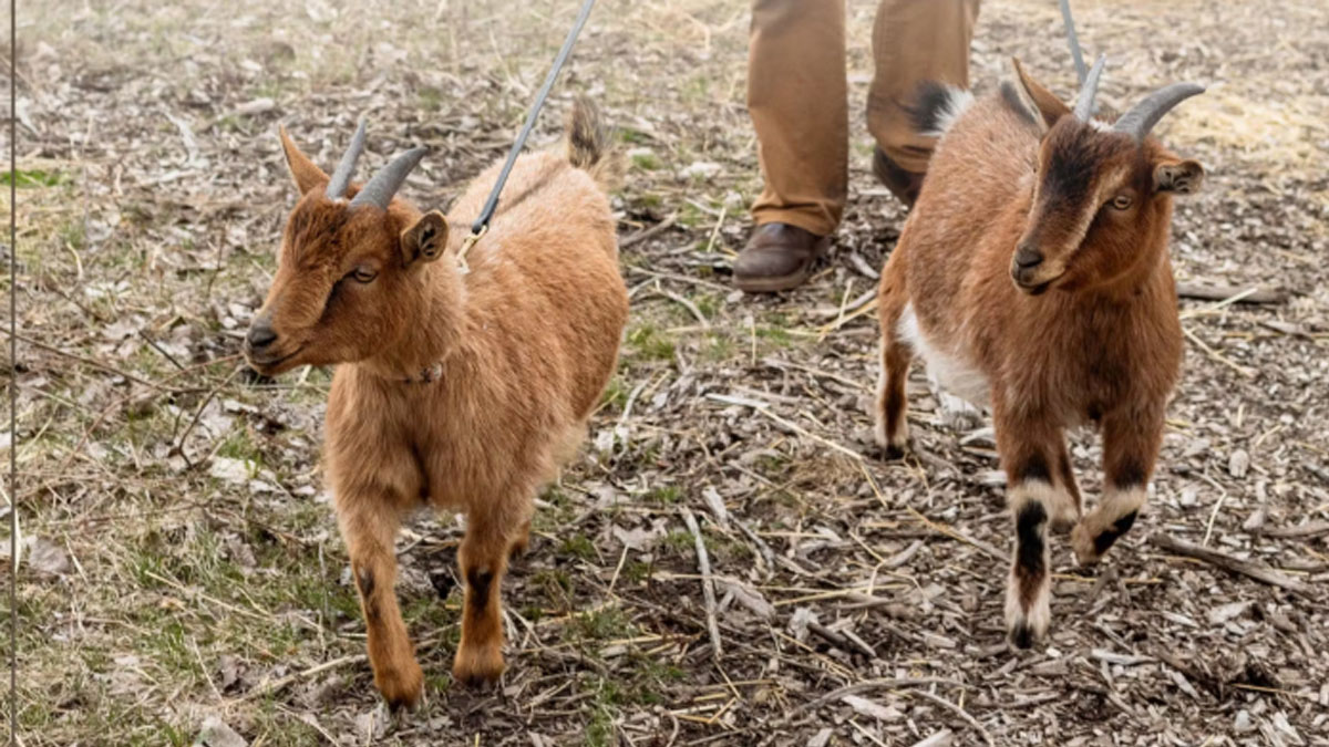 Goat Stroll at Elawa Farm